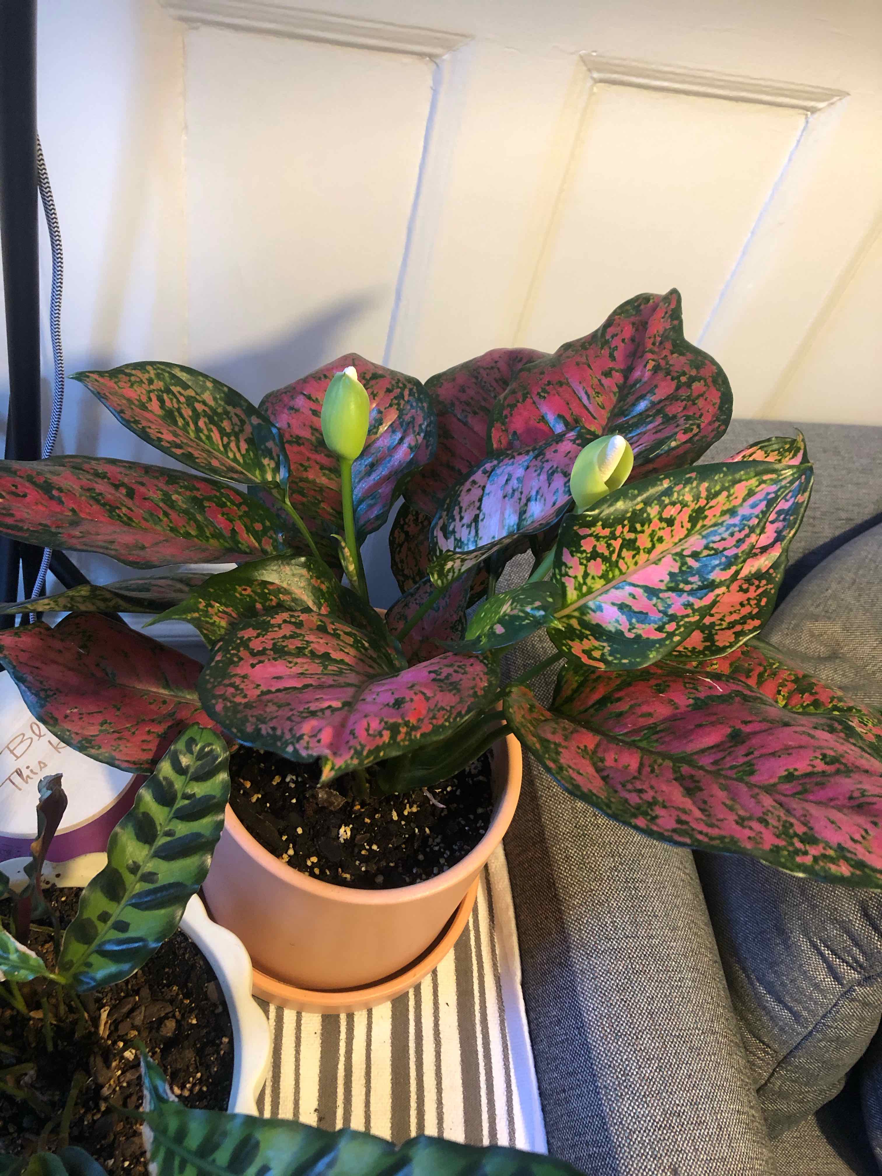 Aglaonema 'Pink Splash' plant with vibrant pink and green leaves in a pot with visible soil.