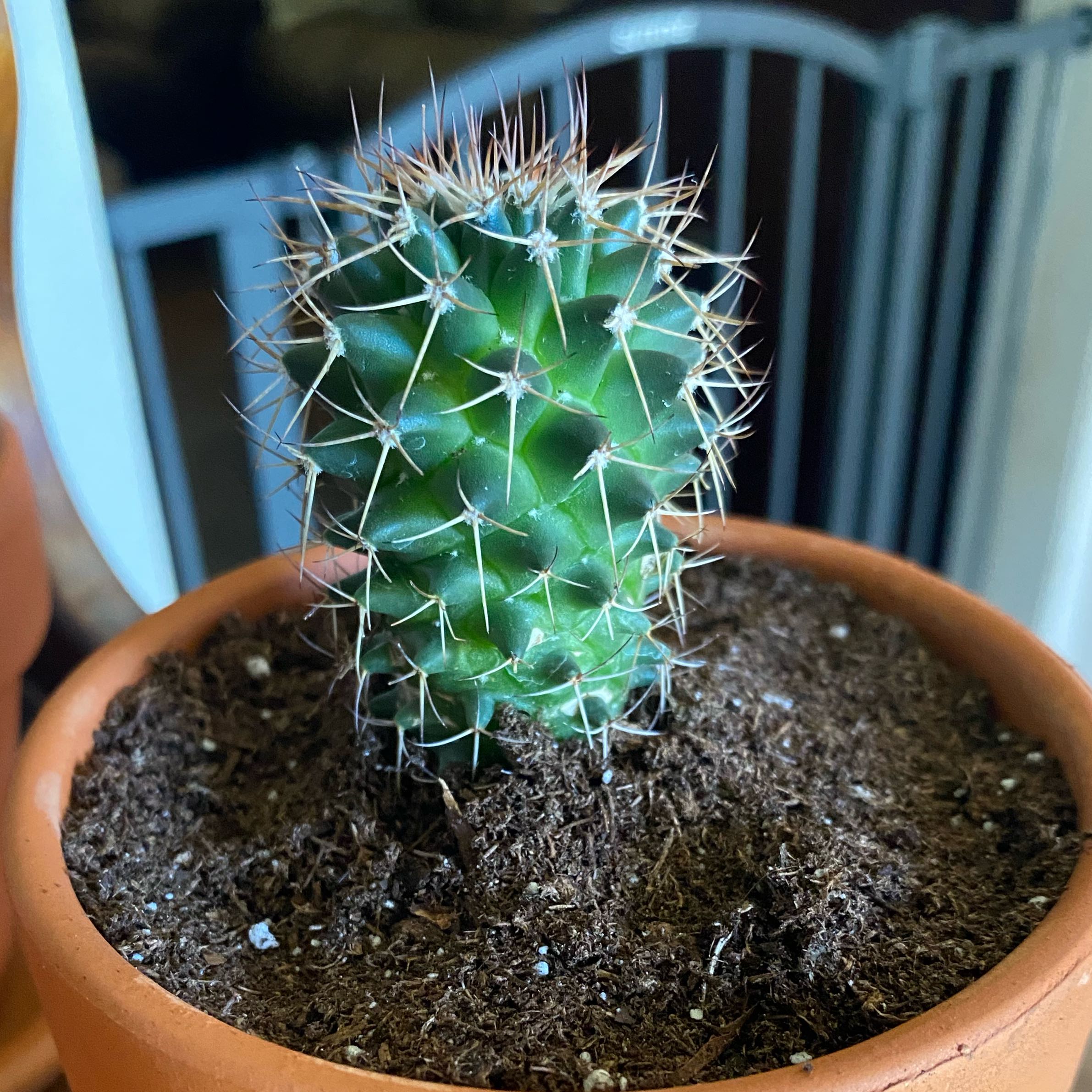 Photo of the plant species Mammillaria backebergiana by @PetiteStomatium named Aaron on Greg, the plant care app