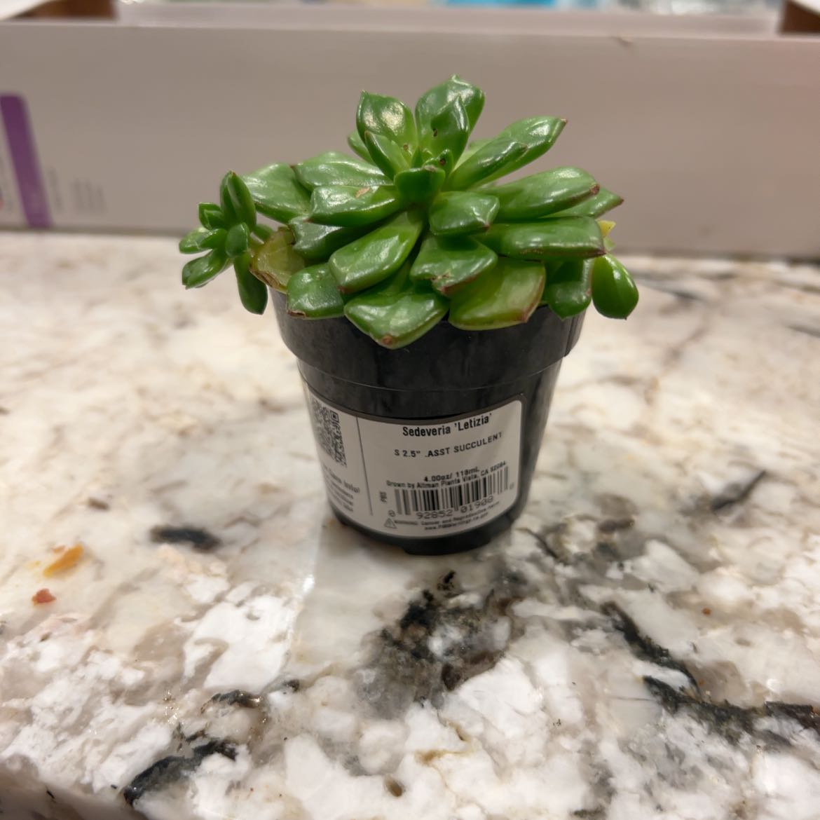 Potted Sedeveria 'Letizia' succulent on a marble surface.
