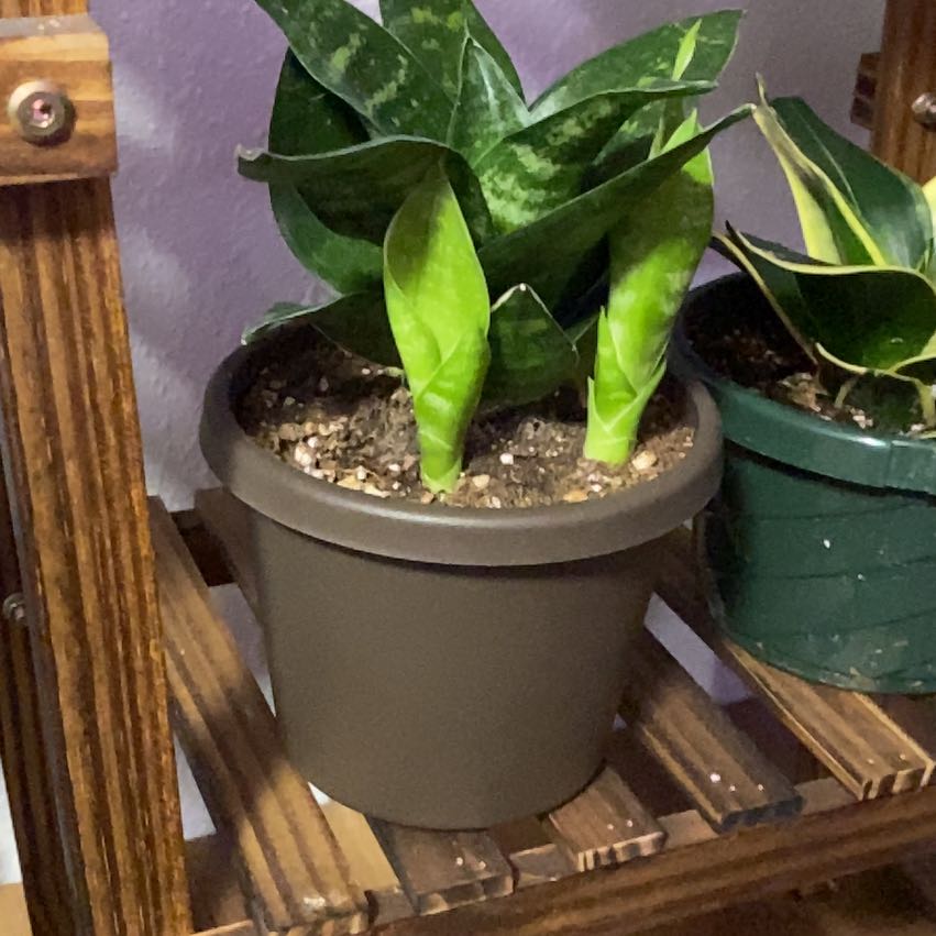 Photo of the plant species Dwarf Snake Plant by @TopRattleweed named Gates on Greg, the plant care app