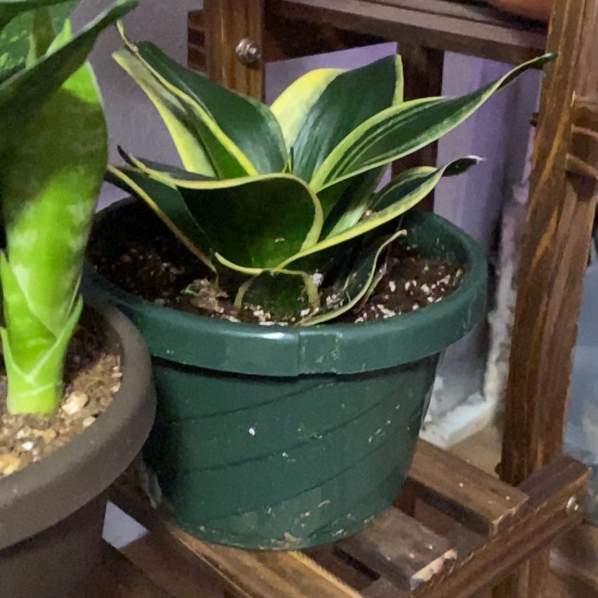 Photo of the plant species Dwarf Snake Plant by @TopRattleweed named Robert Plant on Greg, the plant care app