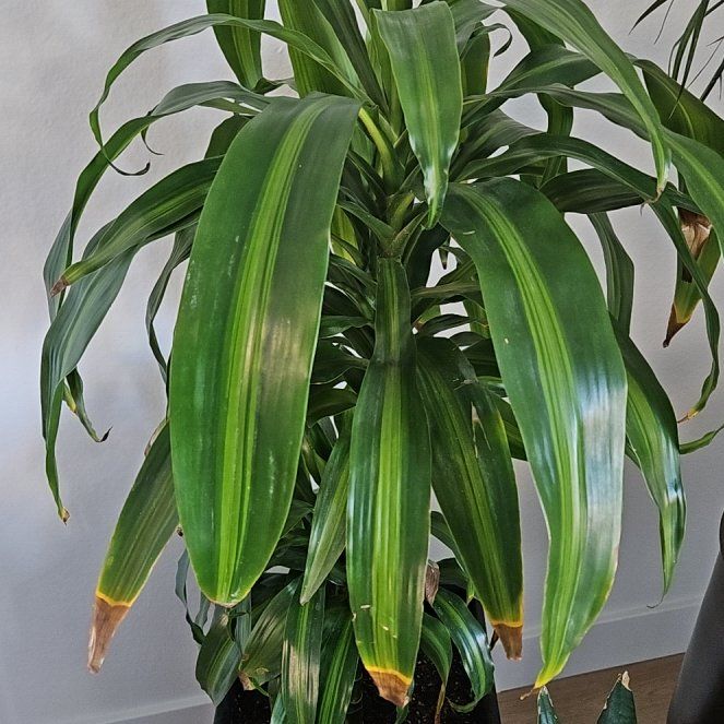 Planty