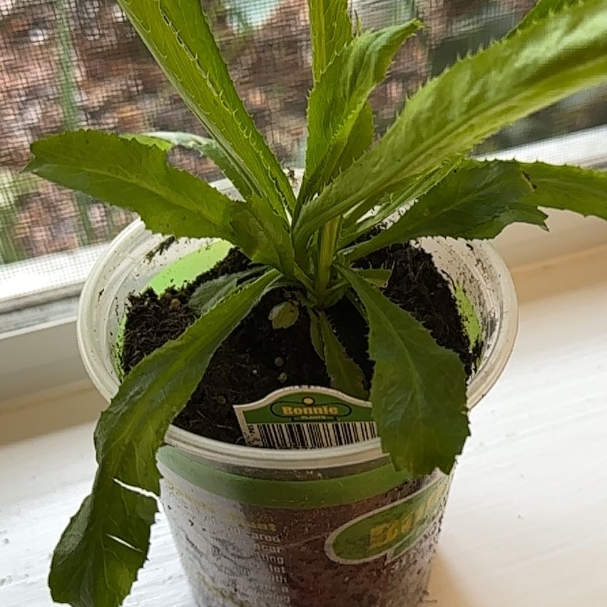 Culantro plant in a small plastic container with visible soil, appearing healthy.