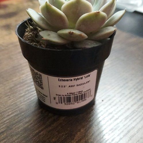 Photo of the plant species Lavender Rose Echeveria by @GivingBalsam named Kendall on Greg, the plant care app