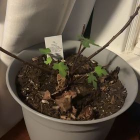 Photo of the plant species Negronne Fig by @FinestGreen named Fernie Mercury on Greg, the plant care app