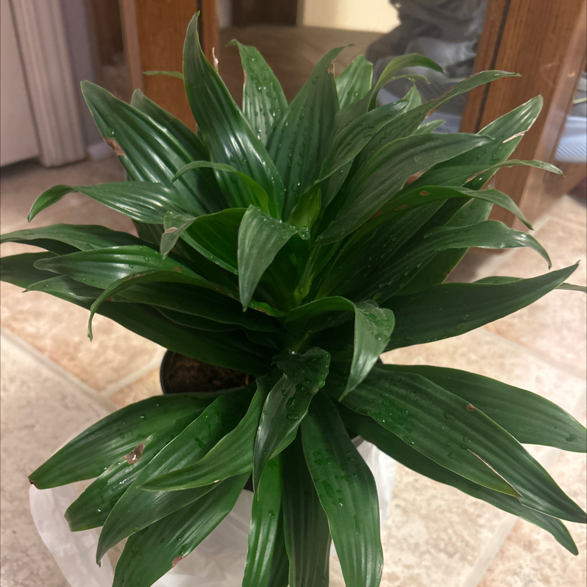 Plant care for Canaliculate Snake Plant on Greg, the plant care app
