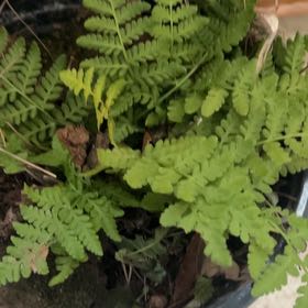 Frodorick