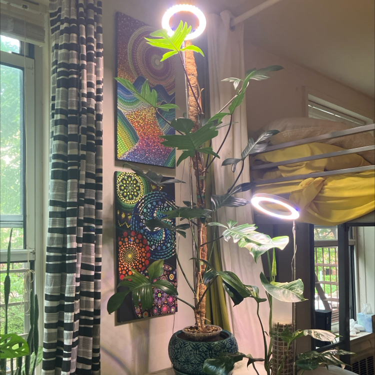 Photo of the plant species Rudolph Philodendron by @ComicFrogbit named Sally on Greg, the plant care app