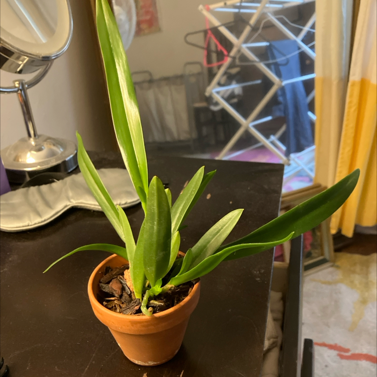 Photo of the plant species Sweet Pink by @ComicFrogbit named Maya on Greg, the plant care app
