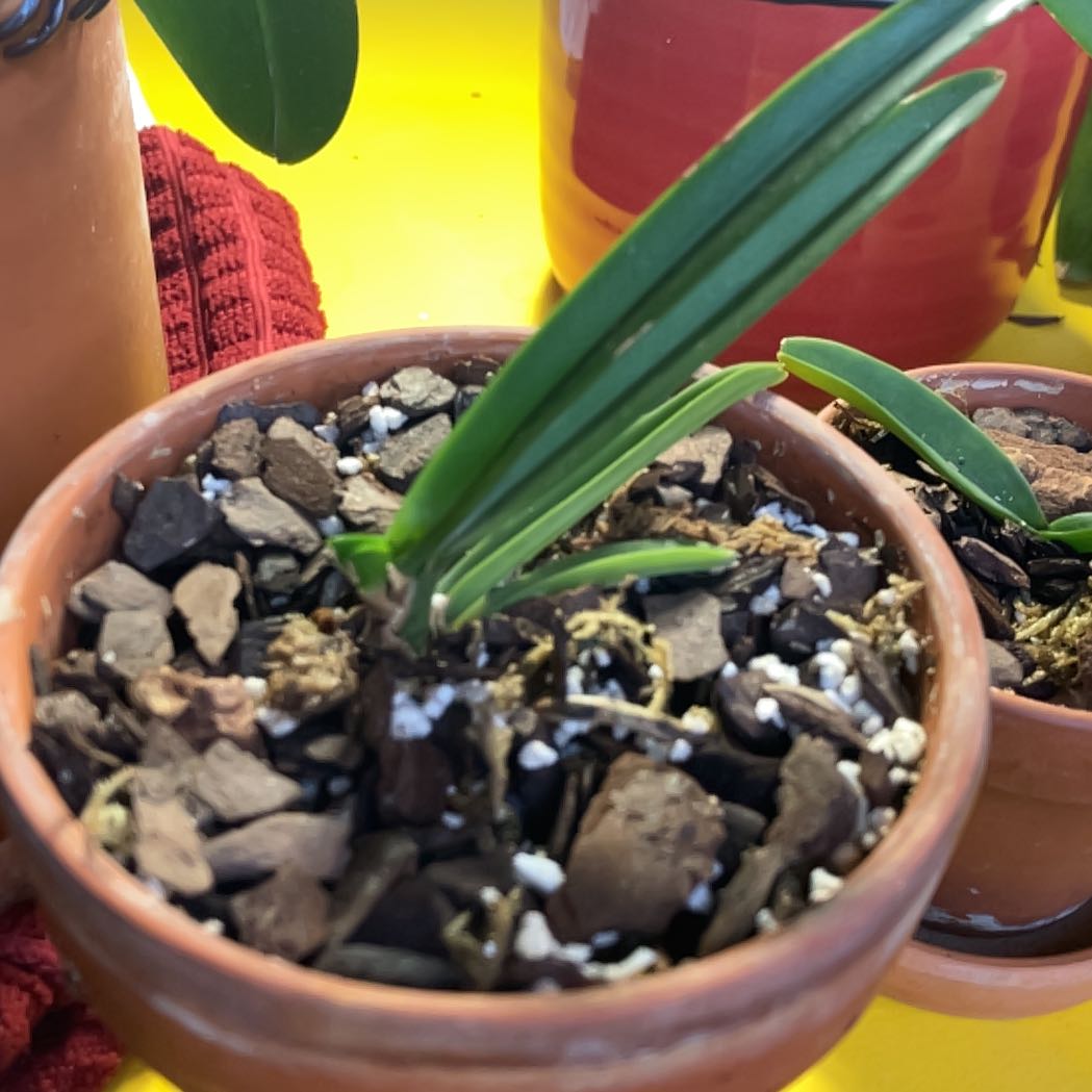 Vanda orchid in a terracotta pot with bark-based potting medium, no flowers.
