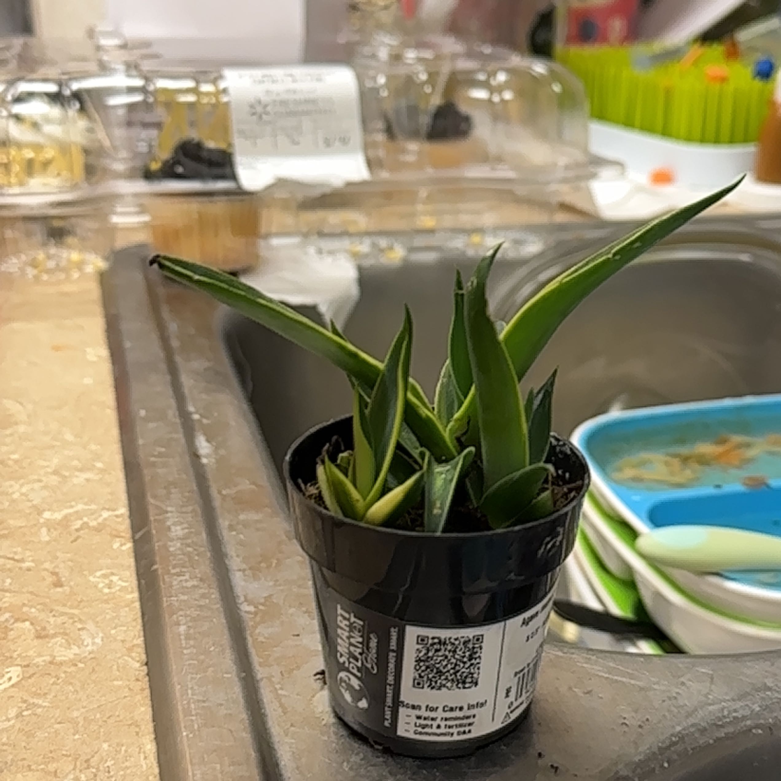 Agave desmettiana 'Variegata' plant in a black pot, placed near a kitchen sink.
