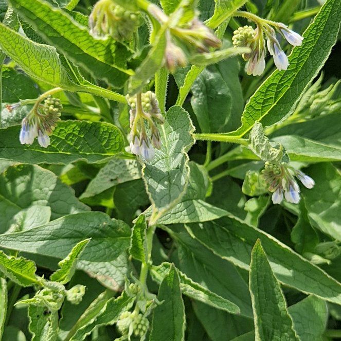 Photo of the plant species Common Comfrey by @PremierDaboecia named Coco on Greg, the plant care app