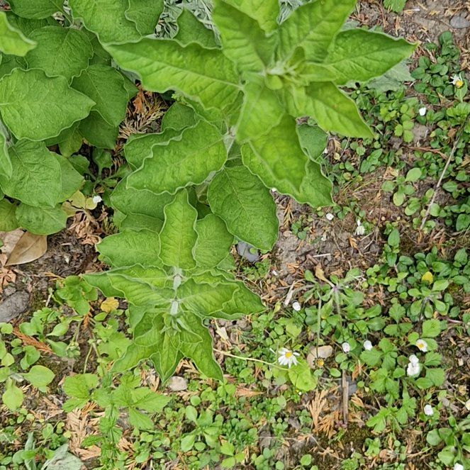 Photo of the plant species Dotted Loosestrife by @PremierDaboecia named Willow on Greg, the plant care app