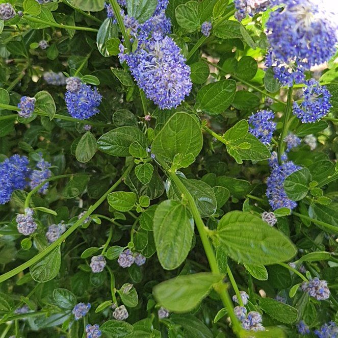 Photo of the plant species Blue Mountain Lilac by @PremierDaboecia named Tolkien on Greg, the plant care app