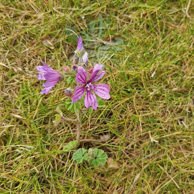 Photo of the plant species High Mallow by @PremierDaboecia named Darwin on Greg, the plant care app