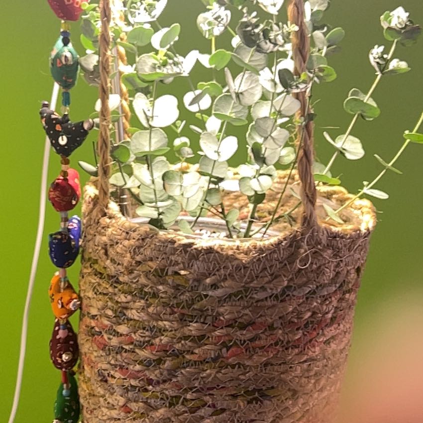 Photo of the plant species eucalyptus by @StarScolochloa named Marley on Greg, the plant care app