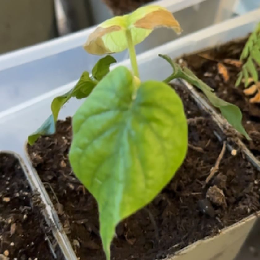 Photo of the plant species Hawaiian baby woodrose by @ZealGasteria named Nemo on Greg, the plant care app