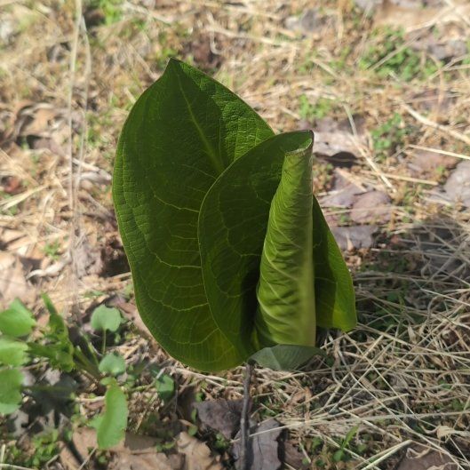 Photo of the plant species Skunk Cabbage by @BlazingRosea named Rihanna on Greg, the plant care app