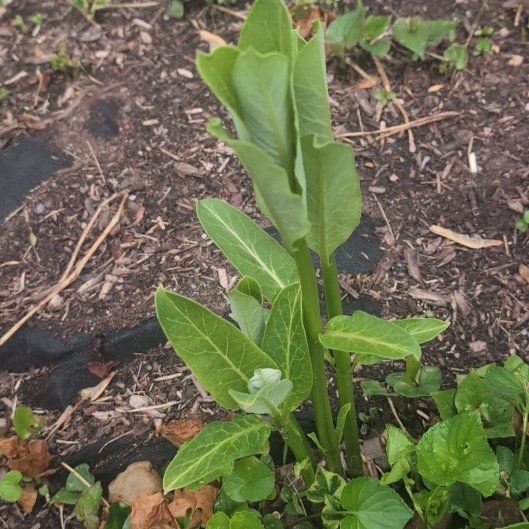 Photo of the plant species Common Milkweed by @BlazingRosea named Fernie Mercury on Greg, the plant care app