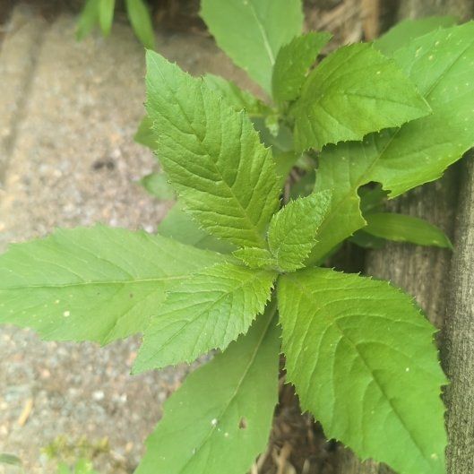 Photo of the plant species American Burnweed by @BlazingRosea named Sonora on Greg, the plant care app