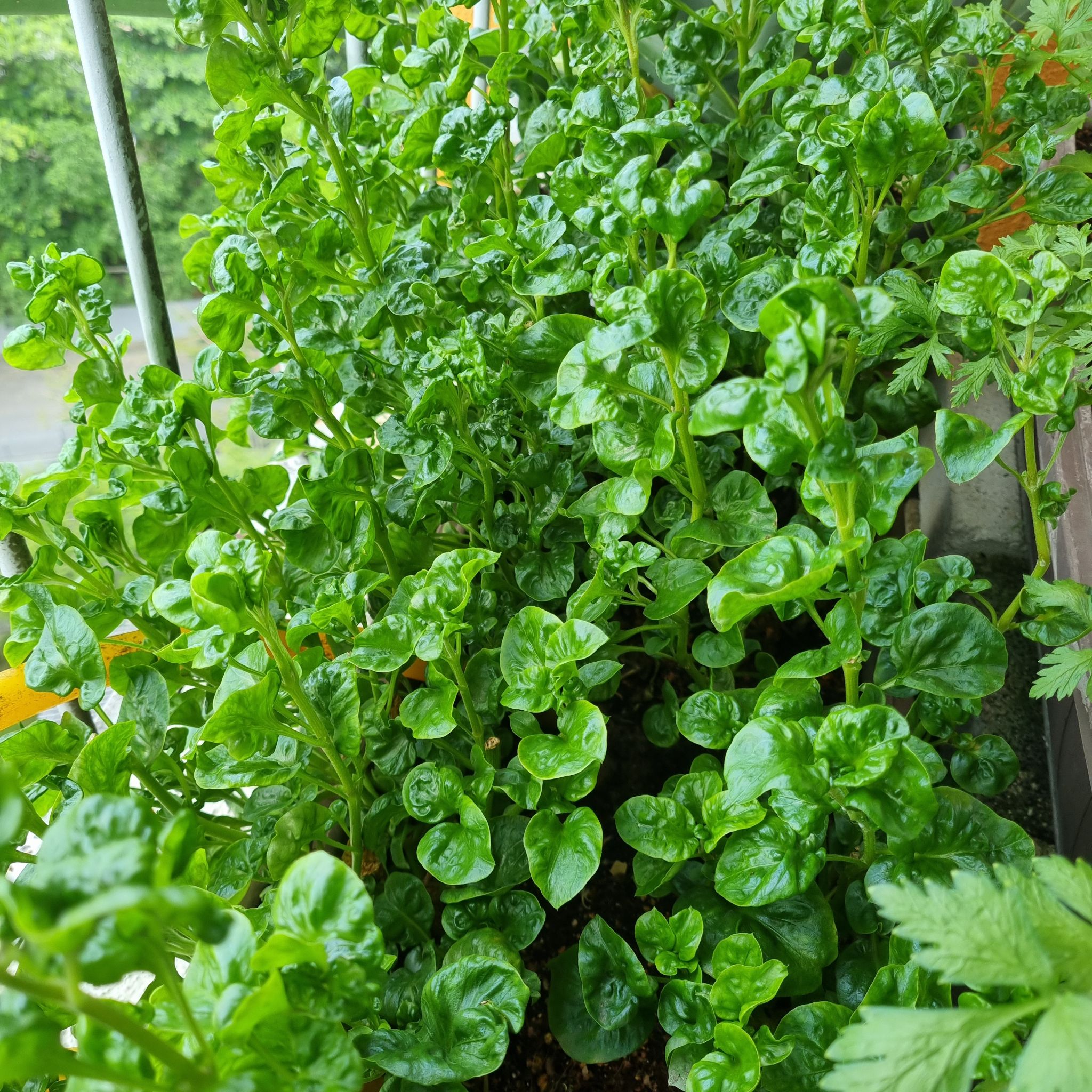 Photo of the plant species red spinach by @FurryFish named Tolkien on Greg, the plant care app