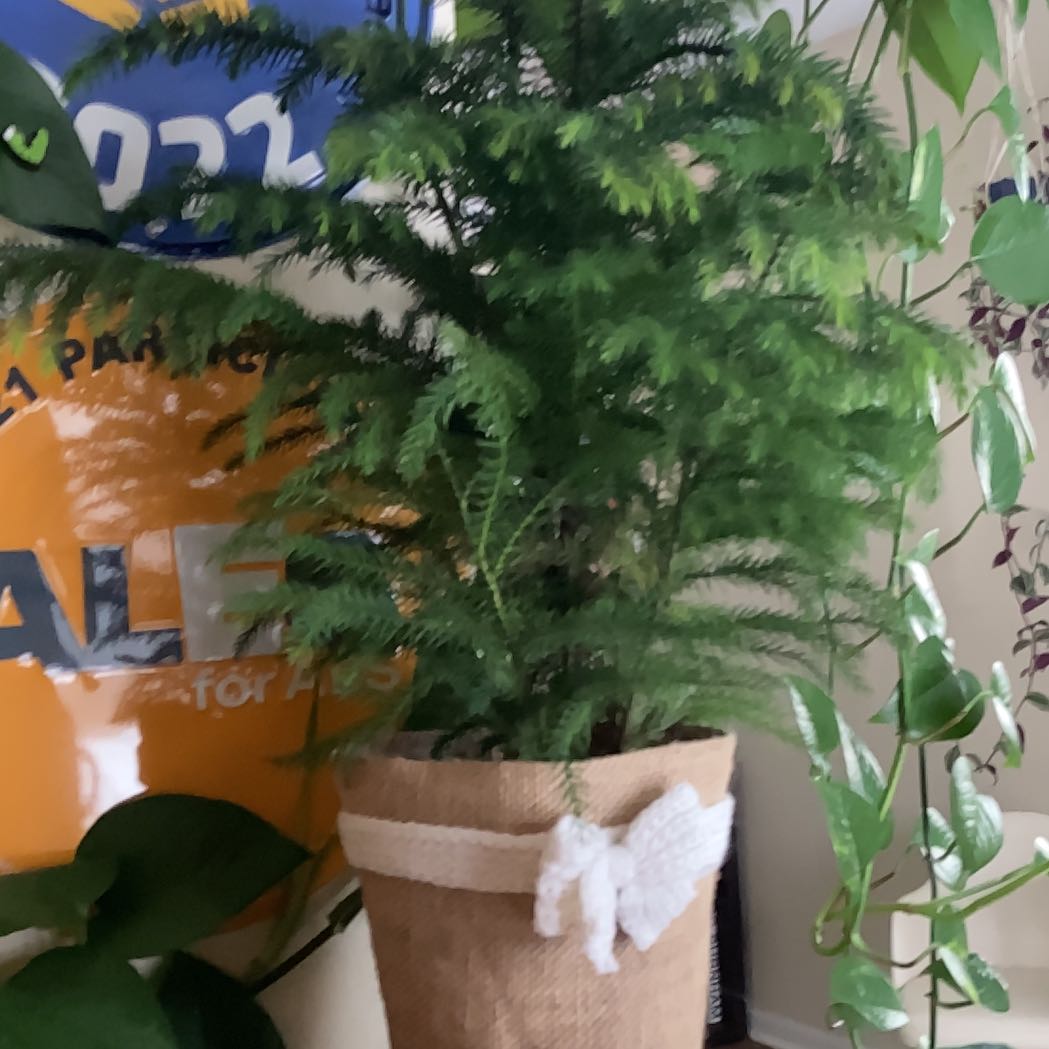 Photo of the plant species Climbing Asparagus Fern by @PotvinPlants named Phineas on Greg, the plant care app