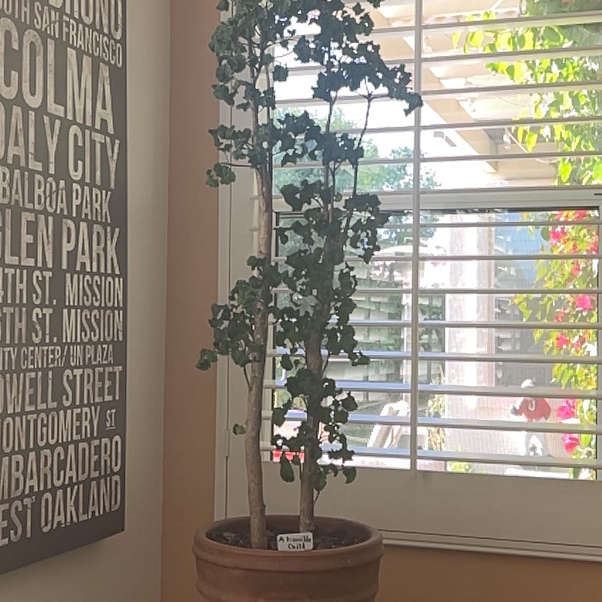 Photo of the plant species Black Aralia Polyscias by @RadAltmanstar named Duke on Greg, the plant care app