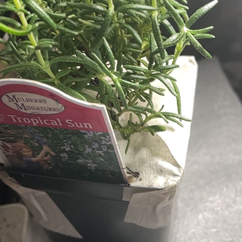 Plant care for Rosemary on Greg, the plant care app