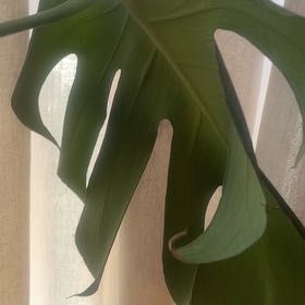 Photo of the plant species Monstera Adonsonii sp. 'Double Windows' Albo Varigated by @ZanyBacchus named Zion on Greg, the plant care app