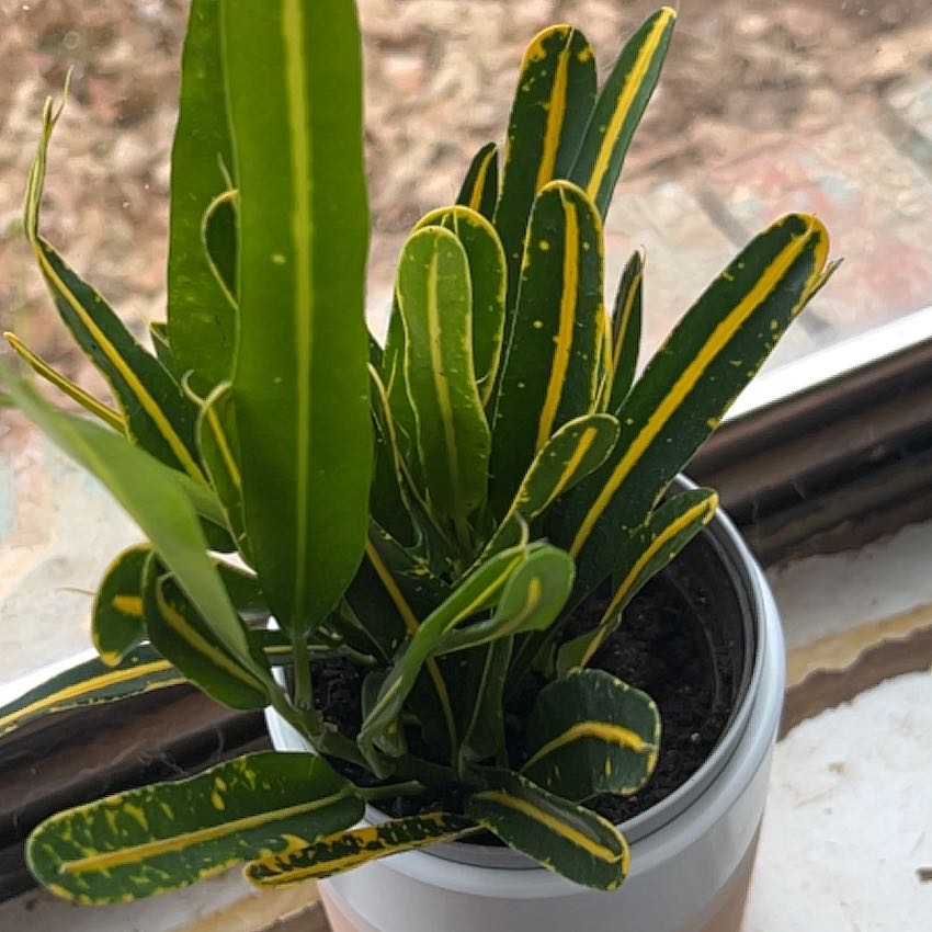 Banana Croton plant in a small pot with green leaves edged in yellow.
