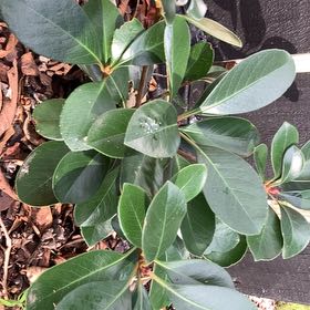 Photo of the plant species Sexton's Bride by @GlossyBasil named Nithin on Greg, the plant care app