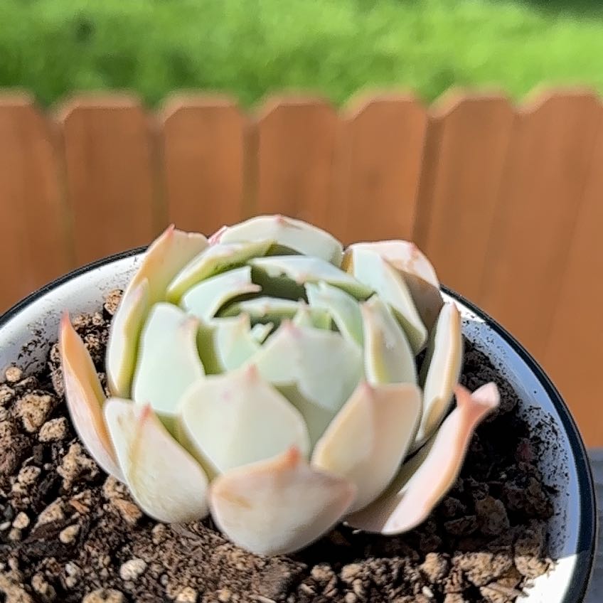 Photo of the plant species Sweet Smelling Sedum by @CourtlyBlinks named Harper on Greg, the plant care app