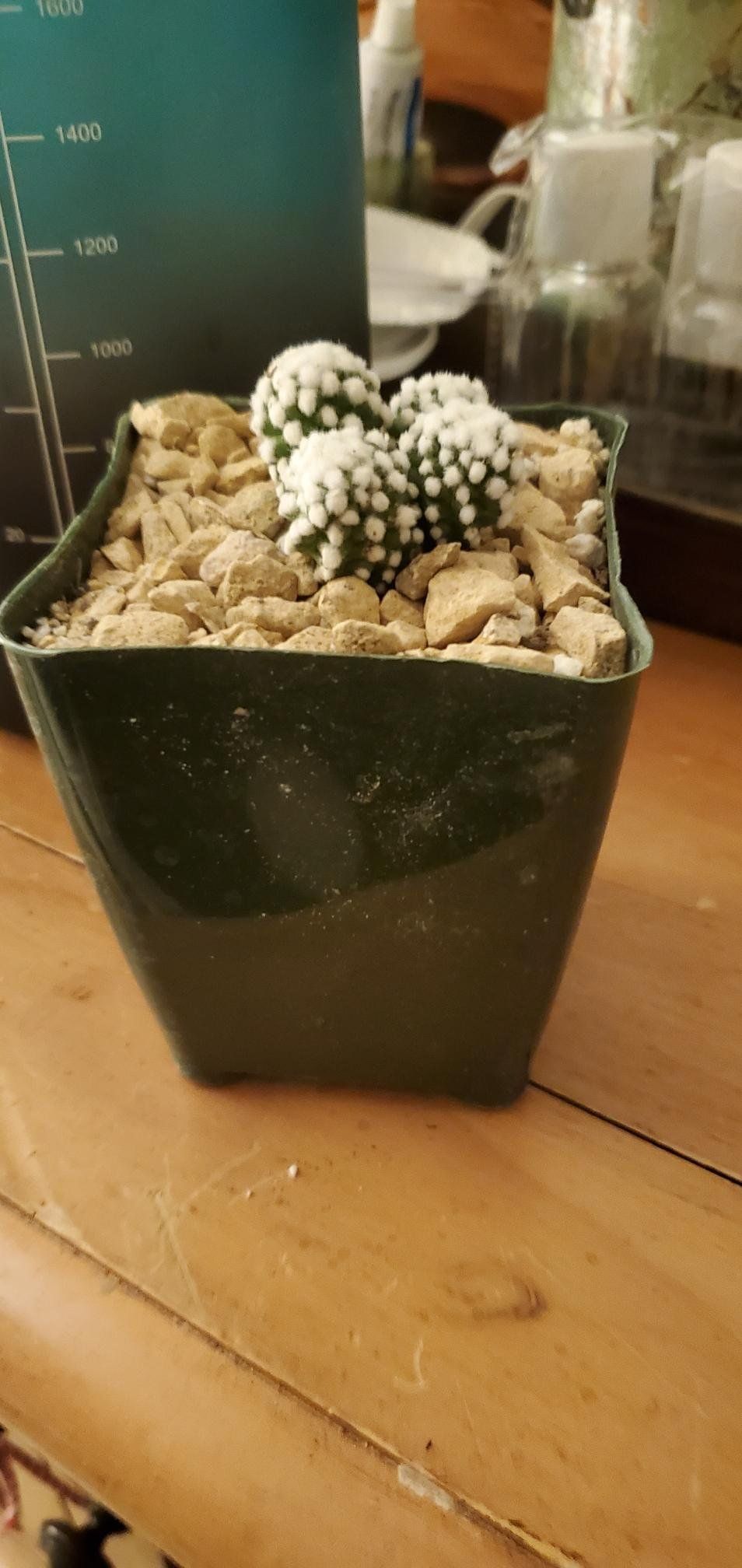 Photo of the plant species Mammillaria gracilis 'Oruga' by @ManyStinkwort named Bridget on Greg, the plant care app