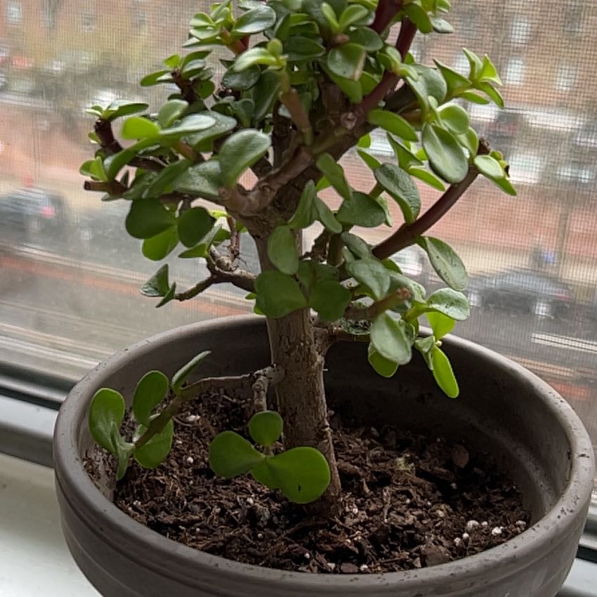Photo of the plant species Jade by @SavantChinarose named Kardashian on Greg, the plant care app