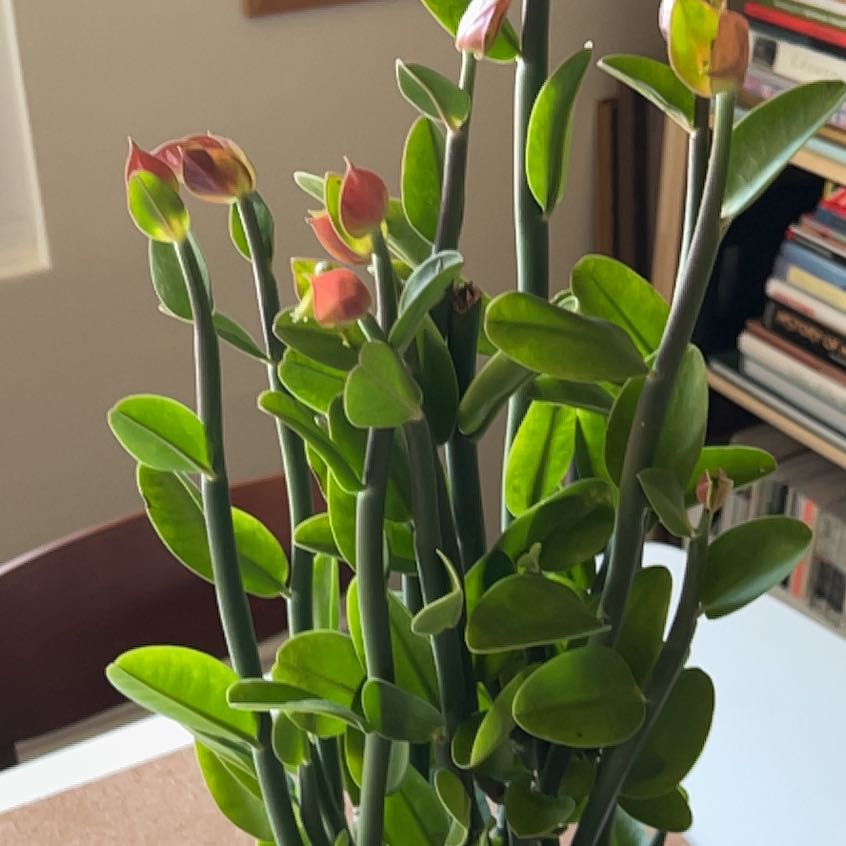Photo of the plant species Slipper Plant by @NeatSaguaro named Einstein on Greg, the plant care app