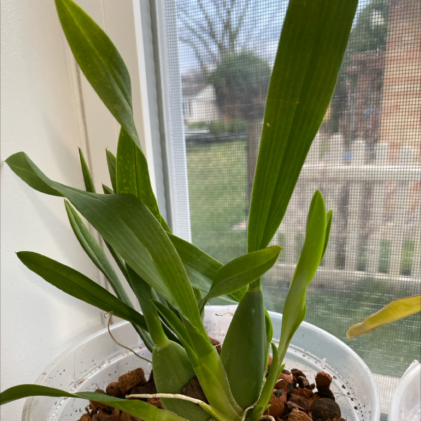 Oncidium sharry baby 'Sweet Fragrance' orchid in a pot with visible soil, healthy green leaves.
