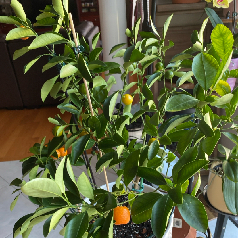 Photo of the plant species Calamondin by @Plantysweet named Sally on Greg, the plant care app