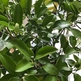 Photo of the plant species Calamondin by @Plantysweet named Sally on Greg, the plant care app