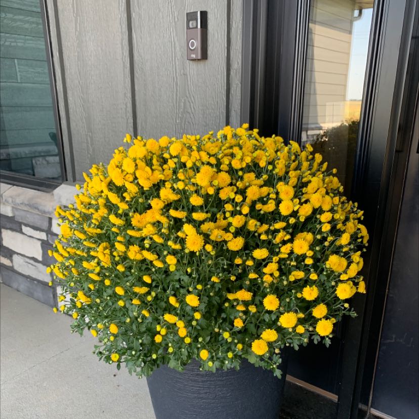 A healthy Marguerite Daisy plant in full bloom with vibrant yellow flowers in a pot.
