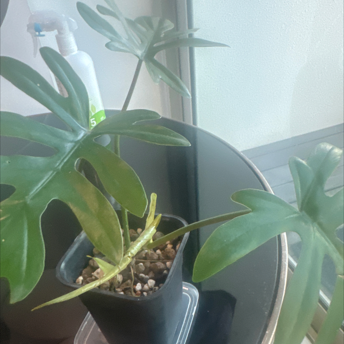 Mayo🌿