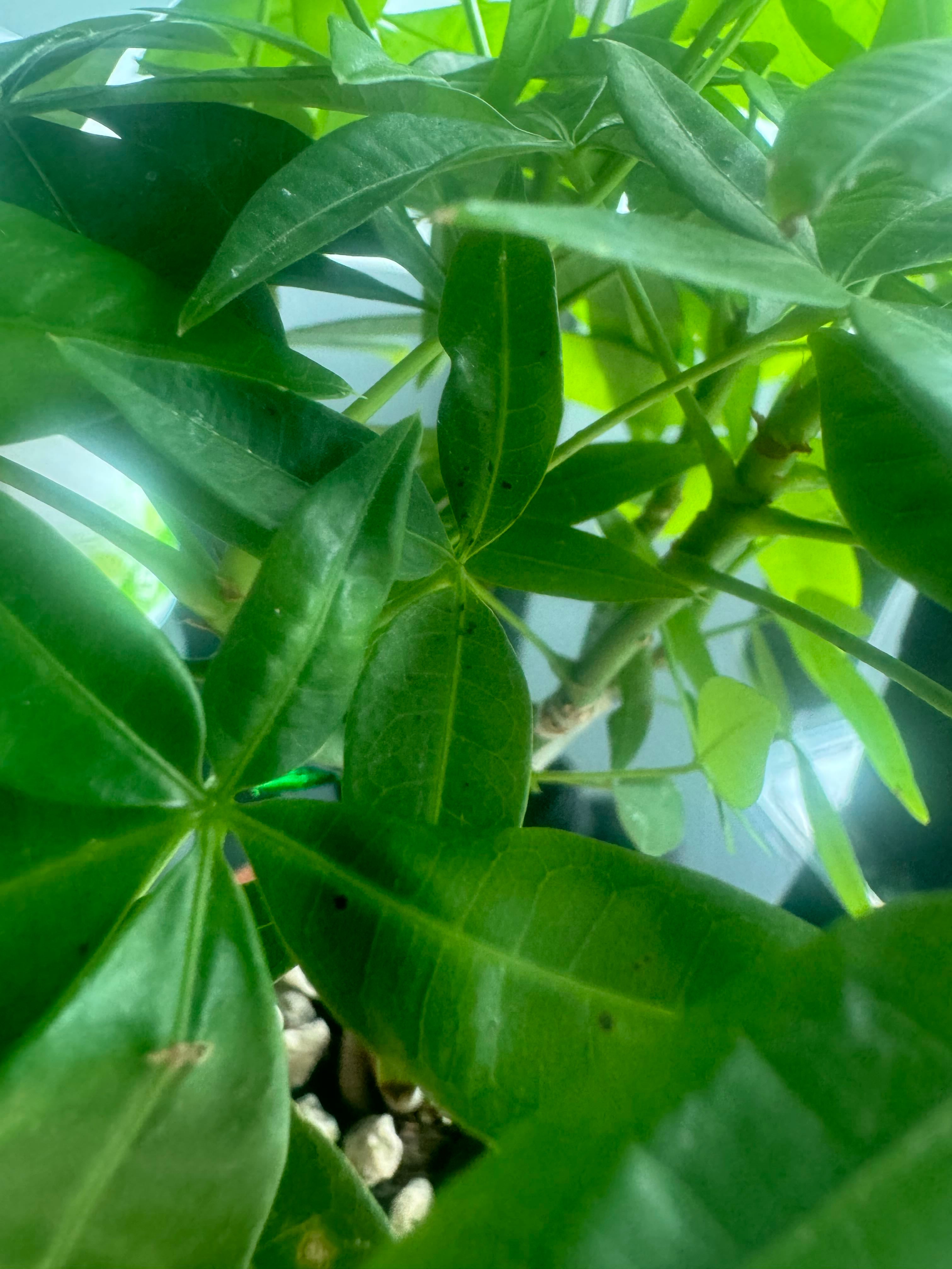 Why Are There Black Spots on My Money Tree Leaves?
