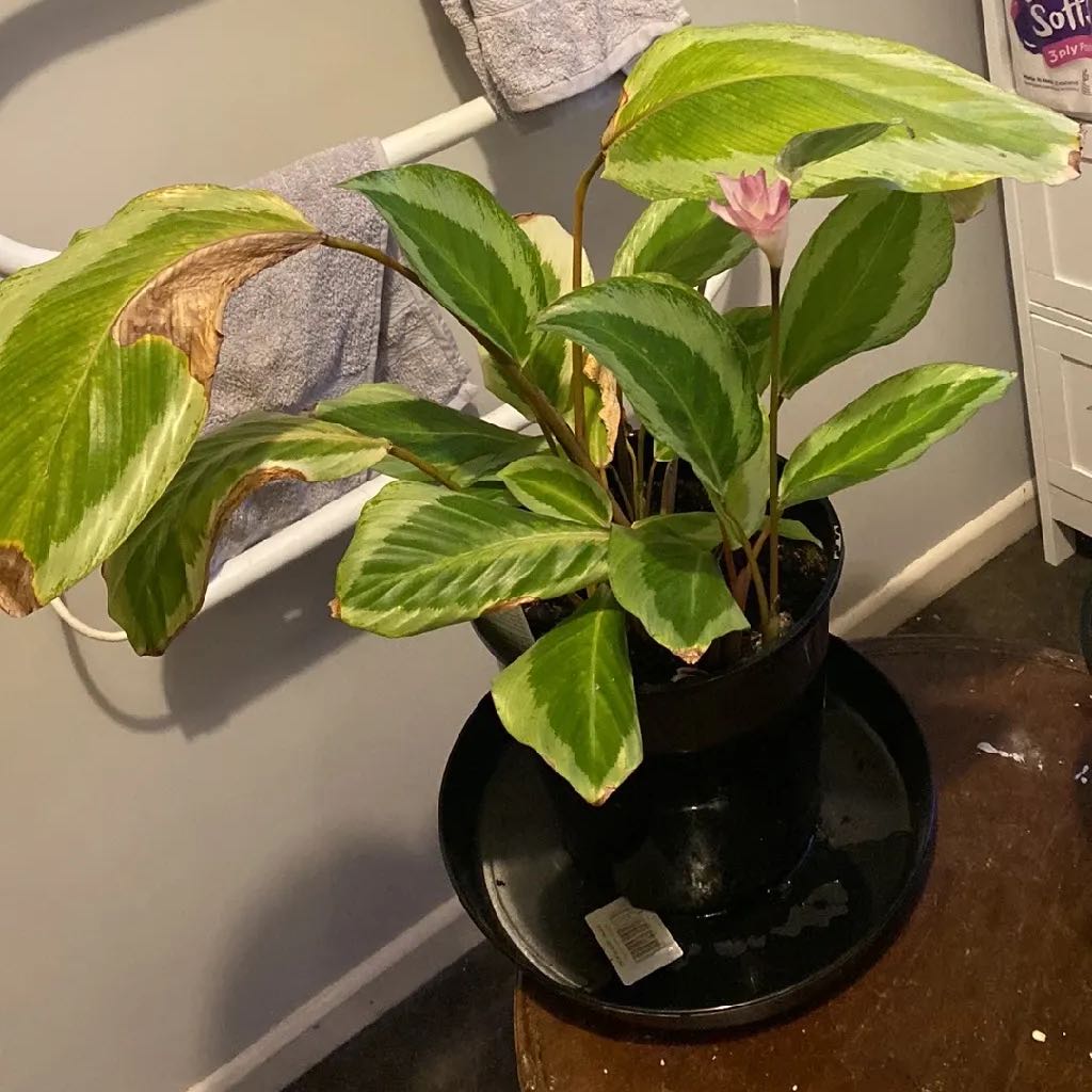 Photo of the plant species Calathea Bicajoux® 'Cobra Pink' by @VipTreemallow named Xena on Greg, the plant care app