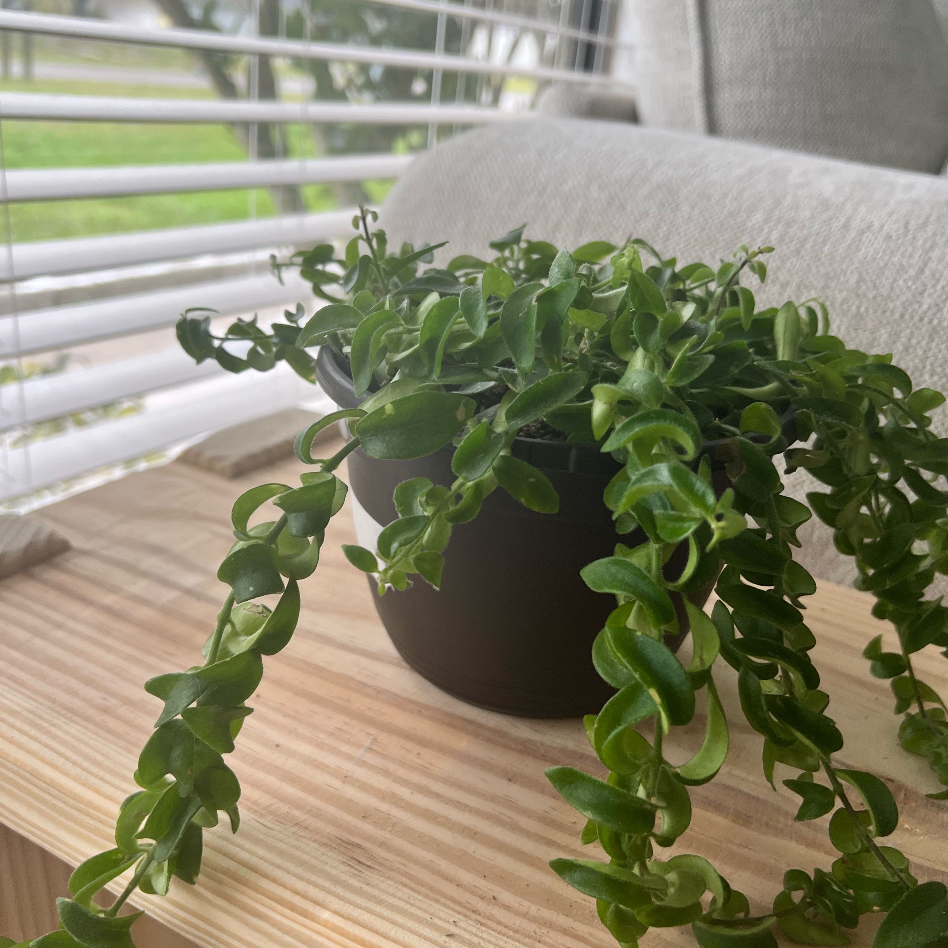 Twisted Lipstick Plant in a black pot on a wooden surface, healthy green leaves.