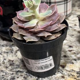 Photo of the plant species Echeveria Pink Lola by @ZappyMaitake named Harry on Greg, the plant care app