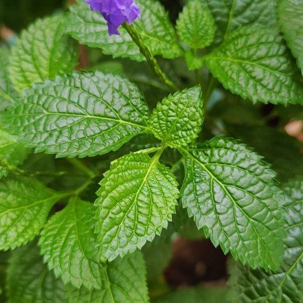 Blue Porterweed uploaded to the Greg plant app by @LargeLancefern