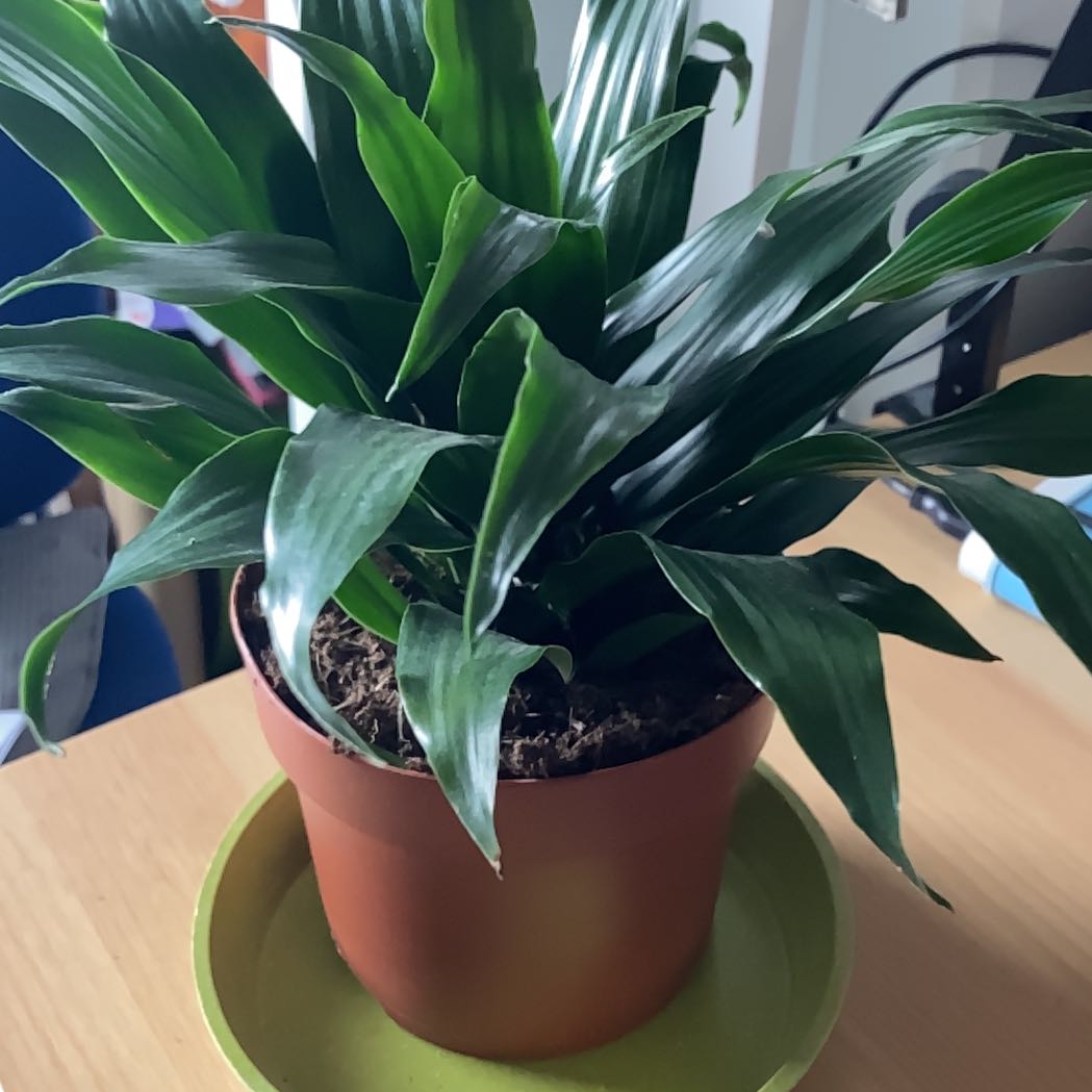 Photo of the plant species Draceana Dragon Tree by @StellarPinetree named Kaiyo on Greg, the plant care app
