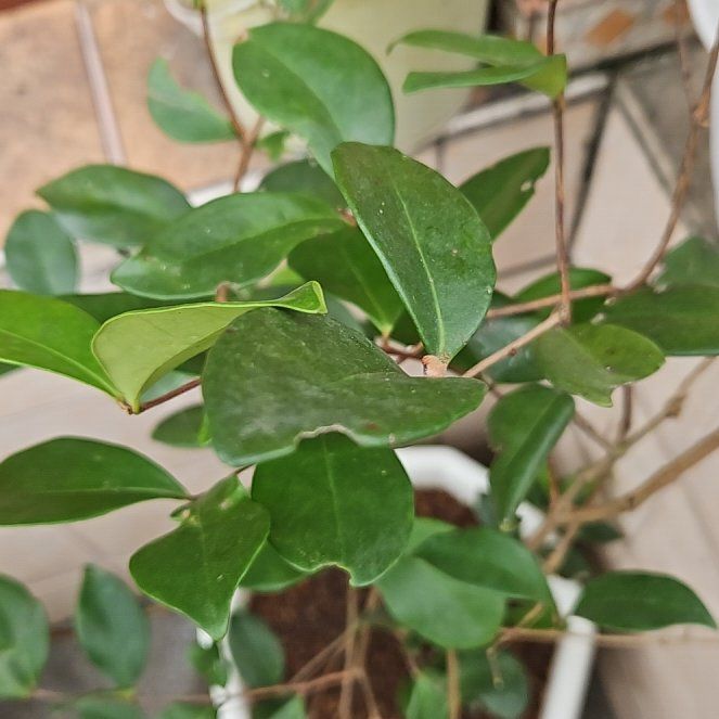 Photo of the plant species Australian Beach Cherry by @YoungHollyhock named Tolkien on Greg, the plant care app