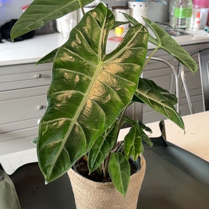 Healthy Alocasia longiloba plant with large, glossy leaves in a pot.