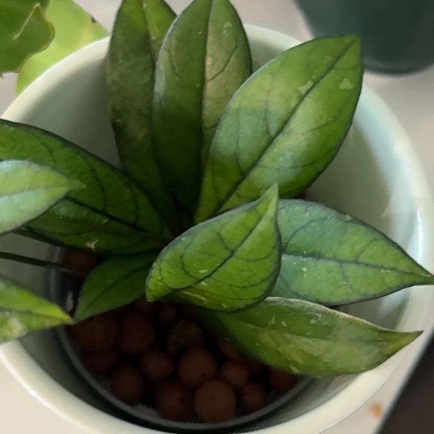 Hoya crassipetiolata plant with green veined leaves in a white pot.
