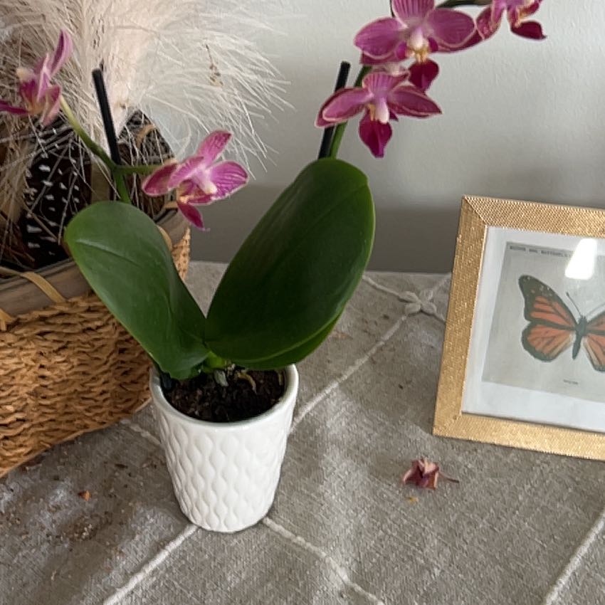 Photo of the plant species Orchid by @RichlyAnacua named Muhammad Ali on Greg, the plant care app